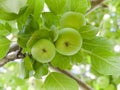 Green apples on branch Royalty Free Stock Photo