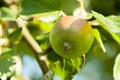 Green apples on a branch ready to be harvested