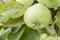 Green apples on a branch ready to be harvested, outdoors, selective focus. Green apple on tree Royalty Free Stock Photo