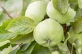 Green apples on a branch ready to be harvested, outdoors, selective focus. Green apple on tree Royalty Free Stock Photo