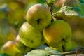 Green apples on a branch ready for harvest, in the open sun after rain. selective focus. copy space Royalty Free Stock Photo