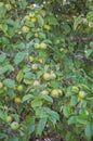 Green apples on a branch. Royalty Free Stock Photo