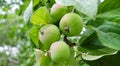 Green apples on branch unripe