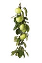 Green apples on a branch with waterdrops isolated on a white background Royalty Free Stock Photo