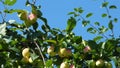 Green apples on branches against blue sky