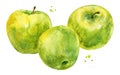 Green apples with branches in watercolor style