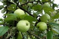 Green apples covered with drops after rain on an apple tree branch Royalty Free Stock Photo