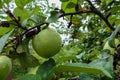 Green apples covered with drops after rain on an apple tree branch Royalty Free Stock Photo