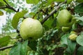 Green apples covered with drops after rain on an apple tree branch Royalty Free Stock Photo