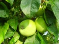 Green apples