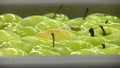 Green apples floating on water