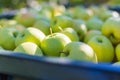Green apples (Golden Delicious) Royalty Free Stock Photo