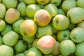 Green apples (Golden Delicious) Royalty Free Stock Photo