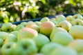 Green apples (Golden Delicious) Royalty Free Stock Photo