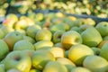 Green apples (Golden Delicious) Royalty Free Stock Photo