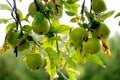 green apples grow on an apple tree branch after the rain. gardening and cultivation of apples concept,morning shot, Royalty Free Stock Photo