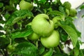 green apples grow on an apple tree branch after the rain Royalty Free Stock Photo