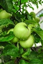 green apples grow on an apple tree branch after the rain Royalty Free Stock Photo