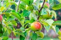 Green apples grow on a young apple tree, with drops of water after rain. Growing fruits in the garden Royalty Free Stock Photo