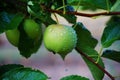 Green apples  grow on a young apple tree, with drops of water after rain. Growing fruits in the garden Royalty Free Stock Photo