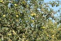 Orchard Fruit Tree.