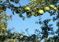 Green apples growing on a tree branch in the apple orchard Royalty Free Stock Photo