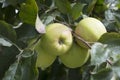 Green apples are grown in Kalpa in Himachal Pradesh Royalty Free Stock Photo