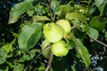 Green apples hang on a branch of an apple tree. Royalty Free Stock Photo