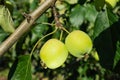 Green apples hang on a branch of an apple tree. Royalty Free Stock Photo