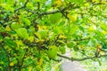 Green apples hanging on branches in a apple tree Royalty Free Stock Photo