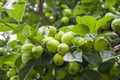 green apples hanging from a tree branch in an fruit orchard - or Royalty Free Stock Photo