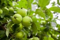 green apples hanging from a tree branch in an fruit orchard - or Royalty Free Stock Photo