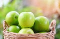 Green Apples - Harvest fresh apple in the basket collect fruit in the garden Royalty Free Stock Photo