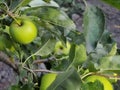 Green apples and leaves on the tree