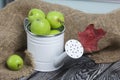 Green apples in a metal watering can. On pine boards. Nearby are autumn maple leaves. On a linen background. Harvest apples