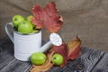 Green apples in a metal watering can. On pine boards. Nearby are autumn maple leaves. On a linen background. Harvest apples