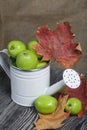 Green apples in a metal watering can. On pine boards. Nearby are autumn maple leaves. On a linen background. Harvest apples