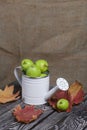 Green apples in a metal watering can. On pine boards. Nearby are autumn maple leaves. On a linen background. Harvest apples