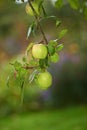Green apples, orchard and farm for agriculture, summer season and garden for countryside, tree and plant. Fruit, nature