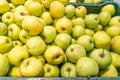 Green Apples ripe apples with light yellow background