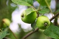 Green apples ripen on the branches of the tree.