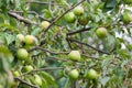 Green apples ripen on a tree