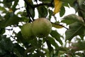Green apples ripen on trees in the garden Royalty Free Stock Photo