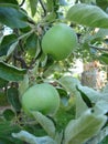 Green apples on the tree. Apple branch with fruits. Agriculture, organic, natural Royalty Free Stock Photo