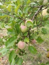 Green apples on the tree. Apple branch with fruits. On branch closeup on the background of the garden. Agriculture, organic, Royalty Free Stock Photo