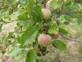 Green apples on the tree. Apple branch with fruits. On branch closeup on the background of the garden. Agriculture, organic, Royalty Free Stock Photo