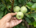 Green apples on a tree branch ready to be harvest. selective focus Royalty Free Stock Photo