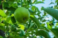 Green apples on a tree. Green apples on a branch ready to be harvested, outdoors, selective focus. Royalty Free Stock Photo