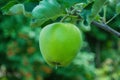 Green apples on a tree. Green apples on a branch ready to be harvested, outdoors, selective focus. Royalty Free Stock Photo