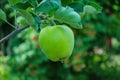 Green apples on a tree. Green apples on a branch ready to be harvested, outdoors, selective focus. Royalty Free Stock Photo